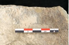 Foto (Detailansicht) von Asplenium hochstetteri Unger (NHMW-GEO-2024-0188-10340c)